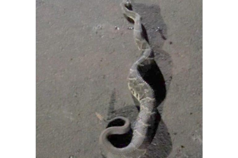 Mais uma cobra cascavel é encontrada próximo à residência em Paraíso das Águas