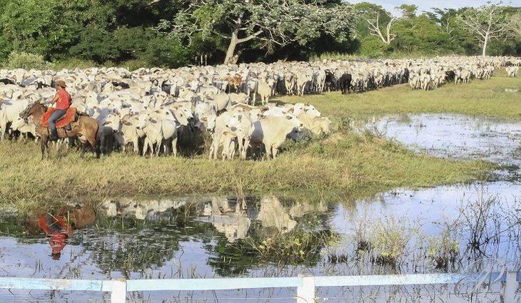 Governo de MS acompanha com preocupação embargo a carne bovina diante do caso de vaca louca no Pará