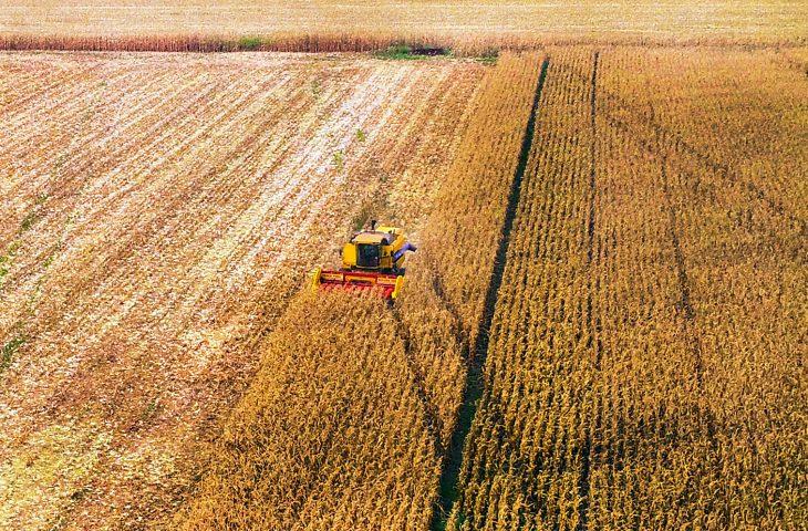 Safrinha de milho deve crescer 5,4% com desafio de melhorar a logística e elevar processamento do grão dentro do Estado