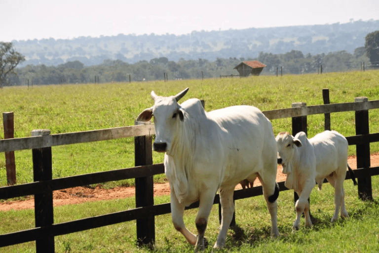 Retirada da vacina contra febre aftosa ajuda MS a exportar carne para o México