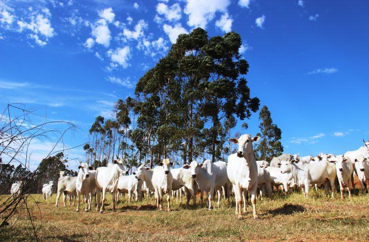 Governo de MS leva para a Dinapec inovações em sustentabilidade, de olho no futuro da agropecuária