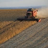 Safra 23/24: Brasil deve ter colheita histórica na soja