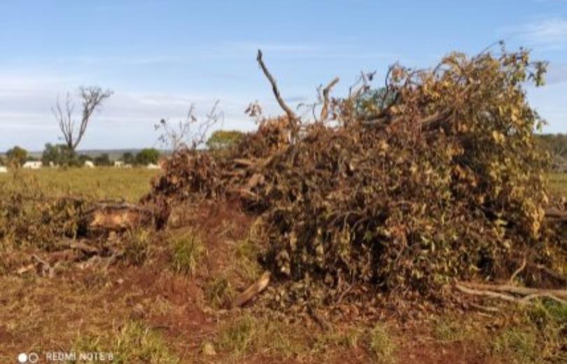 Homem é autuado em mais de 5 mil reais por derrubada ilegal de árvores nativas em Chapadão do Sul