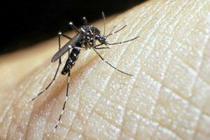 Boletim de saúde: MS já tem 6,5 mil casos de dengue confirmados neste ano
