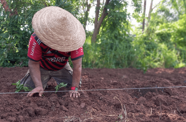 Agrofloresta em aldeia indígena traz esperança de unir família em torno da terra