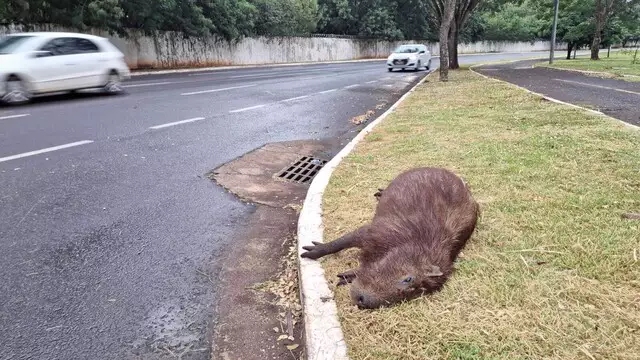 Capivara é encontrada morta atropelada em avenida movimentada