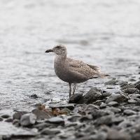 Brasil registra caso de gripe aviária em aves silvestres