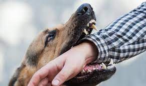 Cão morde gestante que passava na rua e dono foi parar na delegacia em Chapadão do Sul