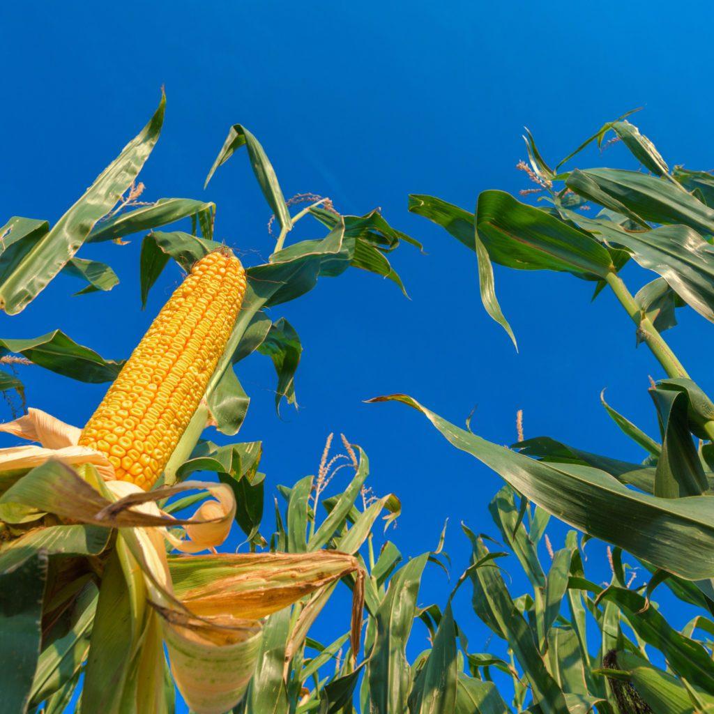 Avanço na semeadura do milho em Mato Grosso