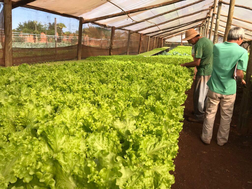 Com 80 mil famílias, MS contempla agricultura familiar com projetos inclusivos e inovadores