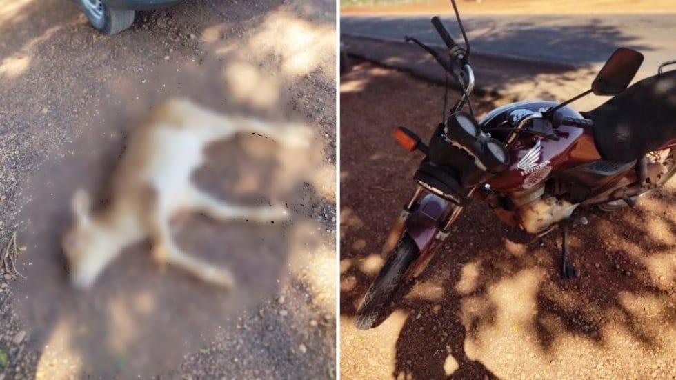 Acidente entre moto e bezerro mata animal e deixa piloto ferido na BR-376 em MS