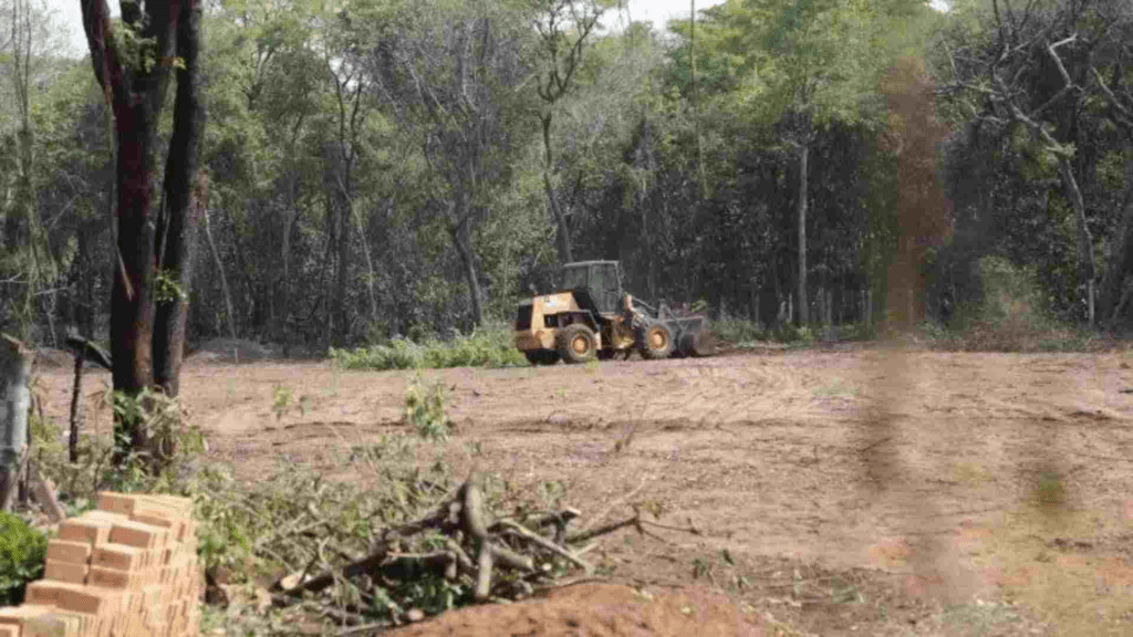 Após denúncia de desmatamento, acordo libera derrubada de mais 19 hectares no Parque dos Poderes