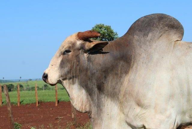 Arroba bovina tem valorização superior a 10% em setembro, mas poderia ter sido maior