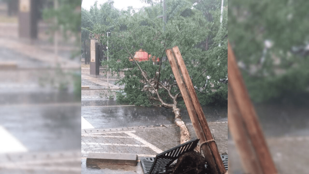 Temporal derruba árvore na 14 de Julho com a Afonso Pena e em vários pontos de Campo Grande