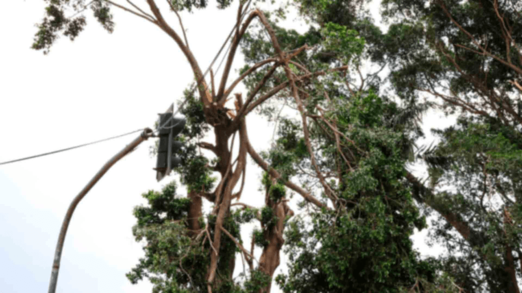 LISTA: Energisa faz reparos em 36 bairros após tempestade com 14,6 mil raios em Campo Grande