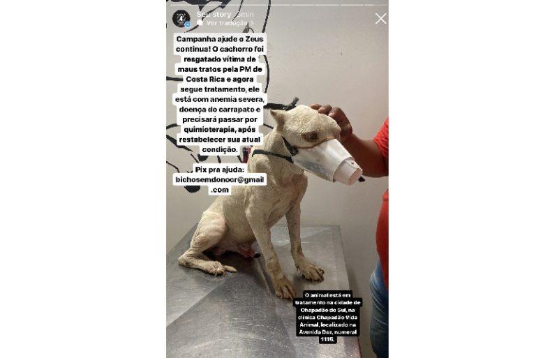 Cão resgatado pela PM de Costa Rica é levado para Chapadão do Sul e ganha campanha para salvar a sua vida