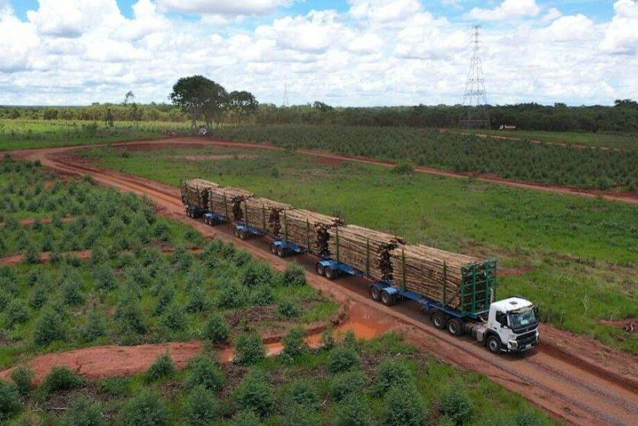 Suzano oferta R$ 1,8 bilhão por 70 mil hectares em Mato Grosso do Sul