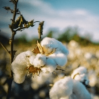 Cultivo de algodão aumenta no MT