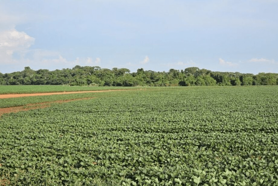 Ministério da Agricultura prorroga o plantio da soja até 13 de janeiro em Mato Grosso do Sul