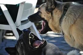 Cães soltos atacam em Chapadão do Sul e vira caso de polícia