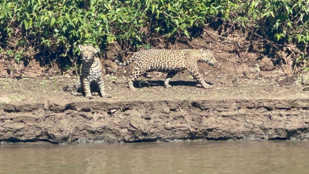 Onça-pintada ‘some’ no Pantanal e buscas mobilizam polícia, pesquisadores e entidades