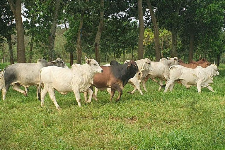 Protocolos de produção de carne reduzem em até 15% a emissão de gás de efeito estufa