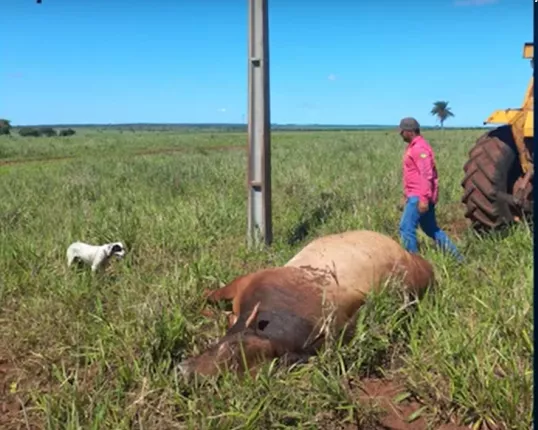 Um dos principais touro de rodeio do proprietário Antônio Camargo morre eletrocutado