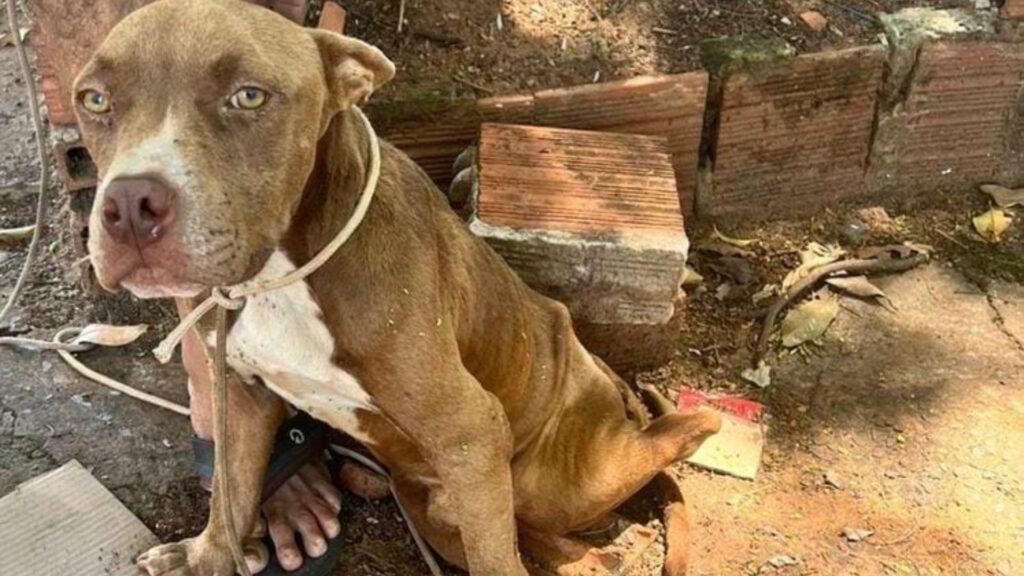 Com carrinho de mão, mulheres abandonam pitbull ‘paralítico’ em terreno baldio