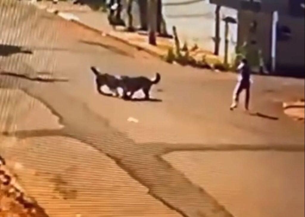 Vídeo: Dois Pastores Alemães matam um cachorrinho em Chapadão do Sul