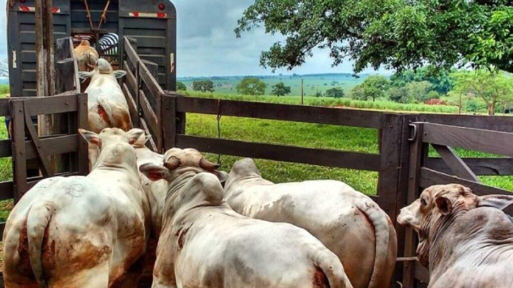 Livre de aftosa sem vacinação, MS tem novas regras para transporte de gado
