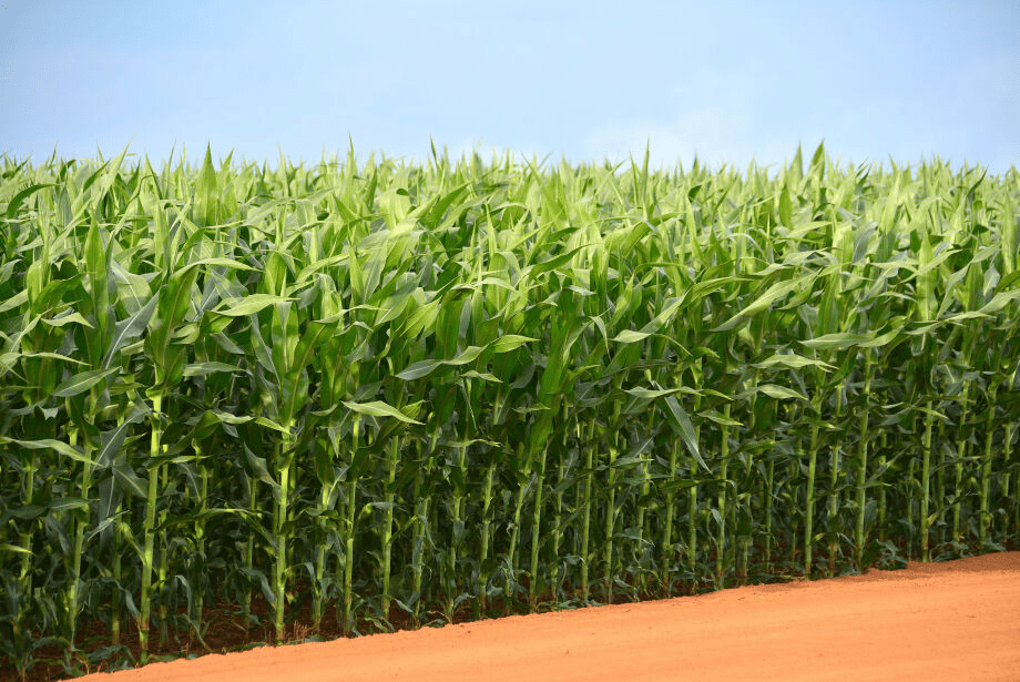 Plantio do milho safrinha avança 77% em Mato Grosso do Sul