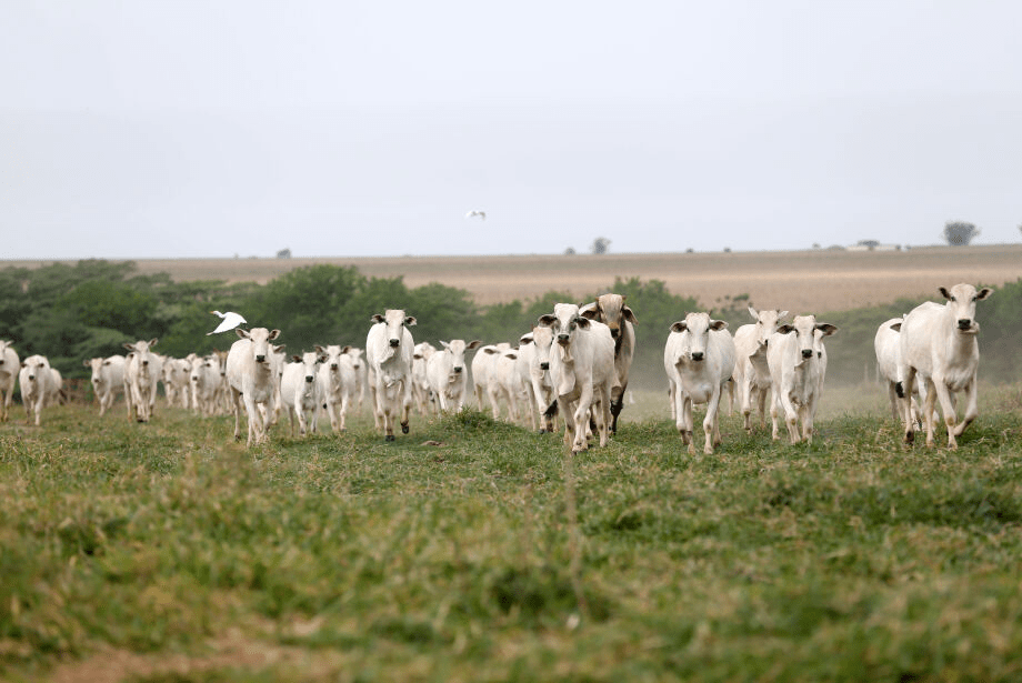 Estado abateu menos bovinos em 2023