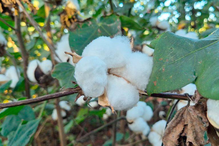 Colheita do algodão na maior região produtora de MS inicia-se na próxima semana
