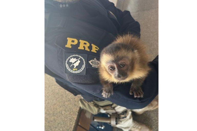 PRF flagra animal silvestre sendo traficado em Terenos