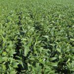Mesmo com agro endividado, Mato Grosso do Sul mantém inadimplência baixa no FCO