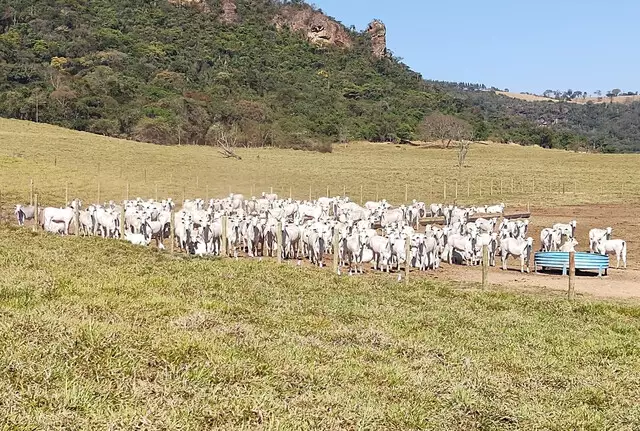 Sequestro de bezerros reduz custos e aumenta lucro na pecuária de corte