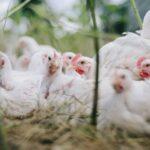 Confirmado primeiro caso de gripe aviária em Mato Grosso
