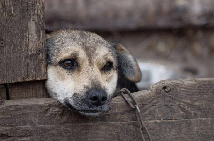 Crimes de maus-tratos a animais em MS podem ser denunciados pela Delegacia Virtual