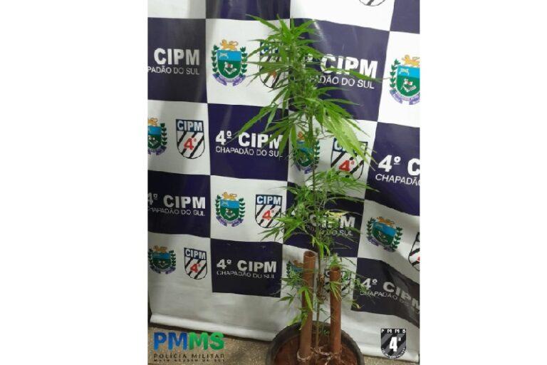 Mulher cultivava planta de maconha em quintal em Chapadão do Sul