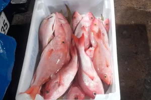 Pescadores são multados em R$140 mil por pesca ilegal de pargo