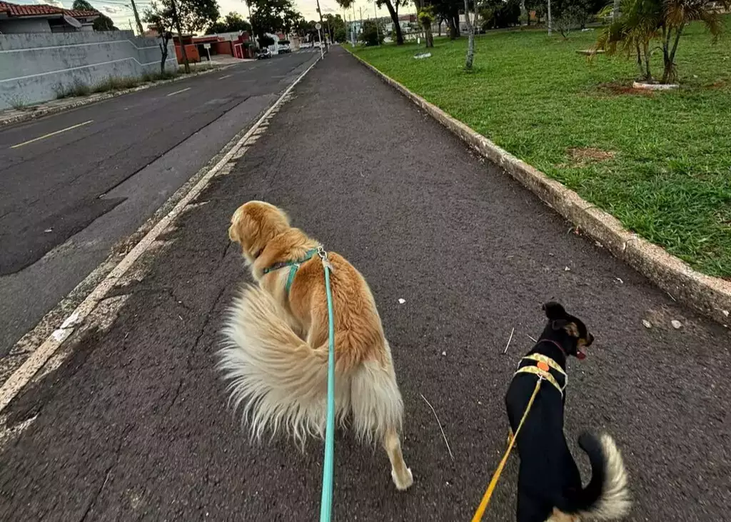 Veterinário alerta: falta de passeios pode deixar seu cão doente