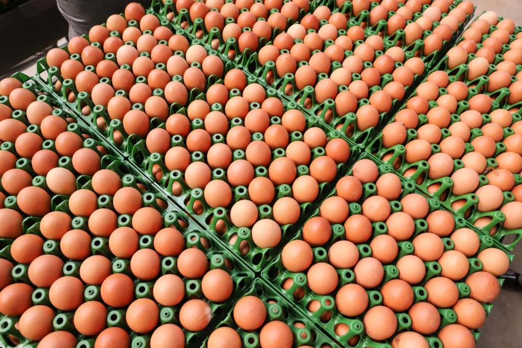 Brasil aumenta exportação de ovos em 271% e diversifica mercados