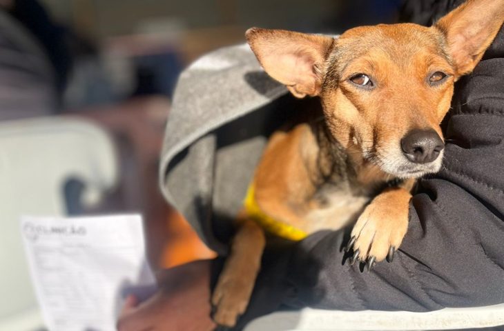 Caravana da Castração avança em MS com mais de 1 mil atendimentos nos primeiros municípios do programa