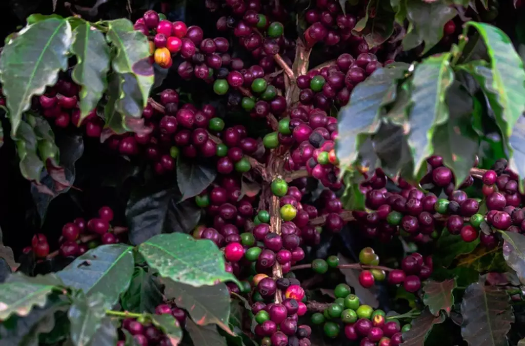 Produtores rurais de MS podem acessar crédito rural com menos burocracia