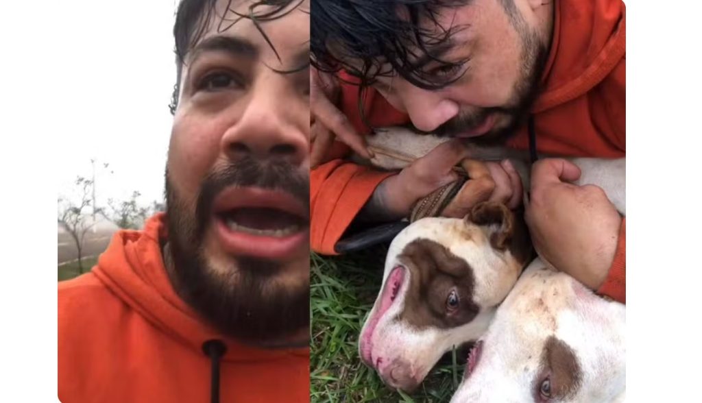 Pitbulls que atacaram professor de Muay Thai faziam segurança de terreno de obra, revela tutor