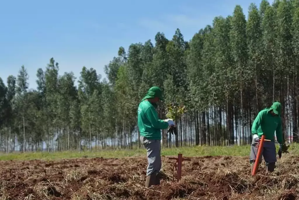Expansão acelerada do eucalipto mata nascentes e ameaça área sensível do Bolsão