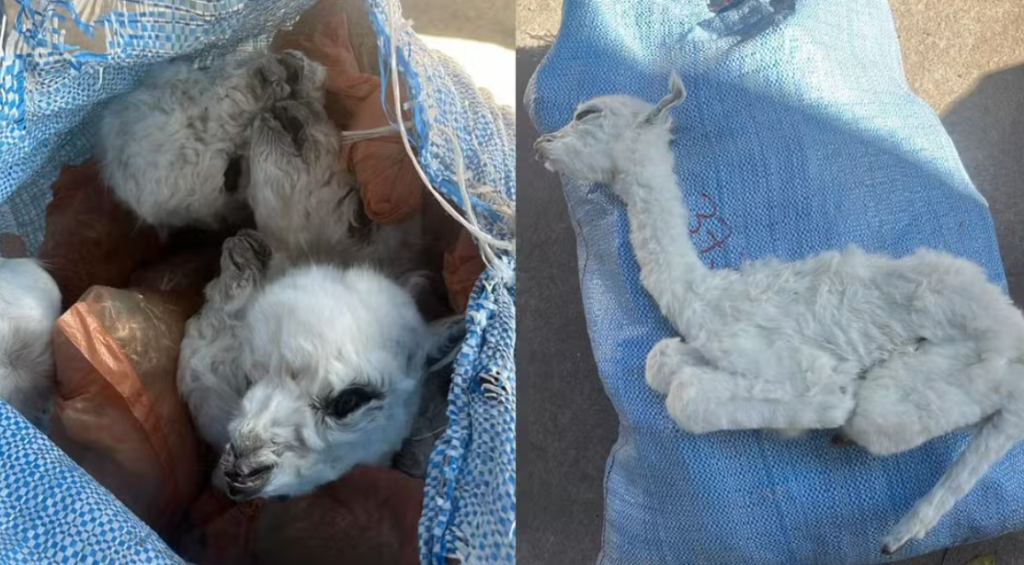 Transporte clandestino: fetos de lhamas e porcos são apreendidos em ônibus de Corumbá