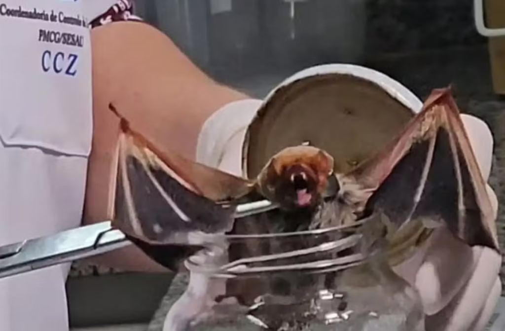 Campo Grande registra 9º caso de morcego com raiva e supera ano anterior