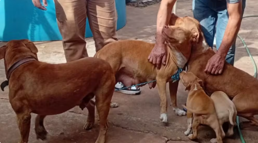 ‘Fiquei pasmo’ diz tutor de pitbulls que atacaram amigo da família 