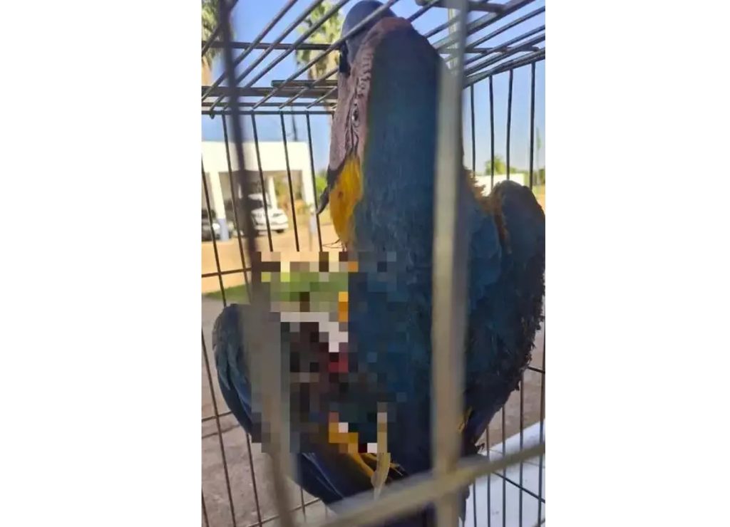 Arara é atingida por linha de cerol e pode ter asa amputada